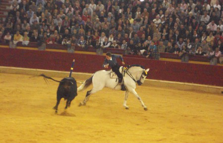 Horseback Bullfighting - tradition, spanish, horses, horseback bullfighting, spain, andalusian