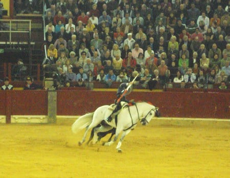 Horseback Bullfighting - horses, spanish, tradition, andalusian, horseback bullfighting