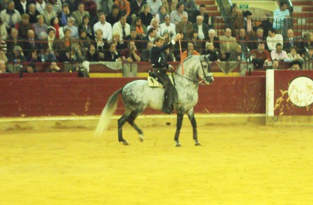 Horseback Bullfighting - tradition, spanish, horses, horseback bullfighting, andalusian