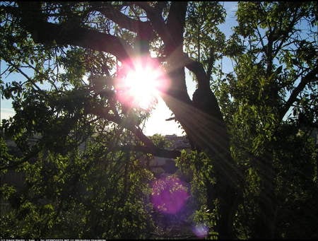 Beauty - popular, sesons, places, light, trees, nature, sun, green