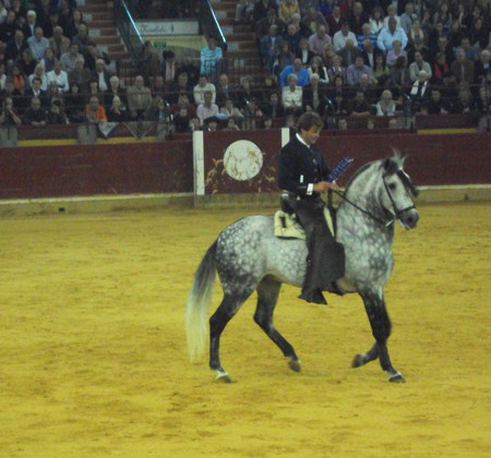 Horseback Bullfighting - tradition, spanish, horses, horseback bullfighting, andalusian