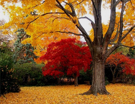 Autumn - red, trees, green, autumn