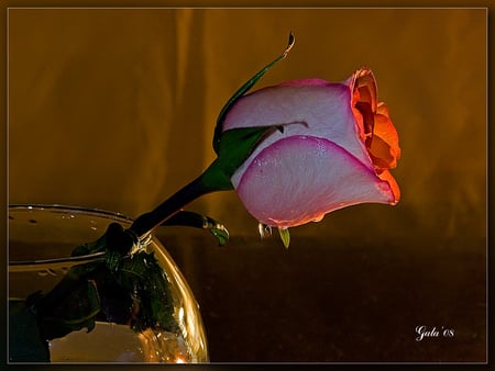 Rose for Cristina ! - nice, glass, art photo, water, still life, rose, vase