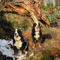 Bernese Mountain Dogs