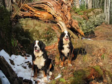 Bernese Mountain Dogs - popular, dogs, snow, beauty, friends, forest, animals