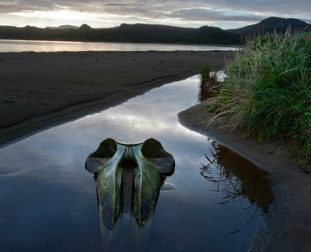 Sei Whale Skull - water, nature, sei, chile, grass, sand, skull