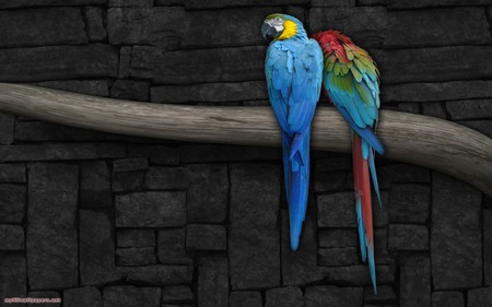 colorful parrots - parrots, two, grey, large, colorful