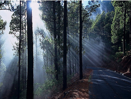 Misty rays - sun rays, trees, green, mist, walkway