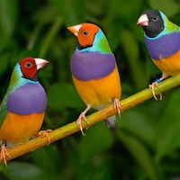 Colorful Birds