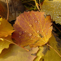 poplar-autumn-leaves