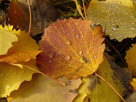 poplar-autumn-leaves - forces, water, nature, yellow, autumn, cloud, leaves