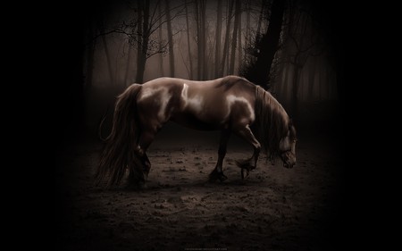 Horse alone - forest, horse, horses, brown