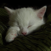 White Cute Kitty