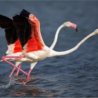 Flamingos