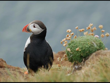 Beautiful Bird - picture, cool, bird, beautiful