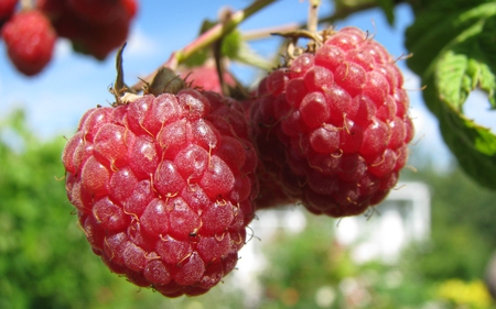 Hanging Red - red, green, fruit, subacid, sweet, raspberries, leaves