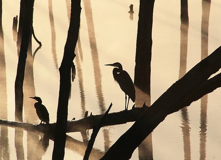 The Fishers - branches, silhouette, animals, trunks, mist, birds