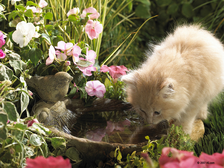 Explorer garden kitty - garden, cat, flower, kitten