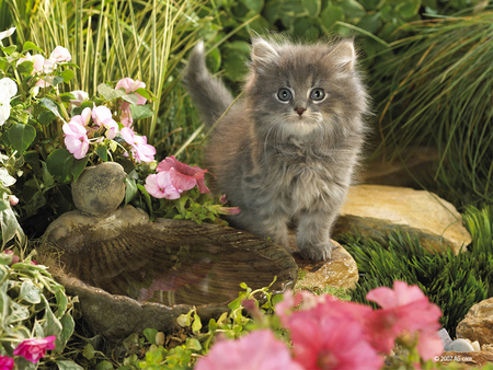 In the garden - nature, kitten, garden, flower, cat