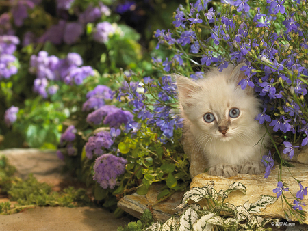 Sweet fluffy kitten among flowers - garden, cat, flower, kitten