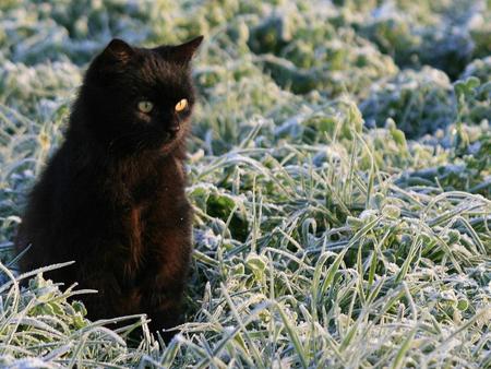 Black cat in garden - garden, cat, black, kitten