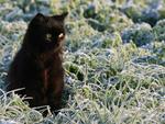 Black cat in garden