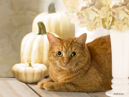 Kitten in autumn - kitten, pumpkin, cat, autumn