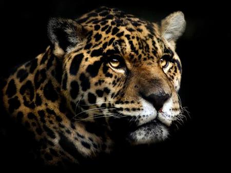 Leopard - wildlife, leopard, animal, zoo