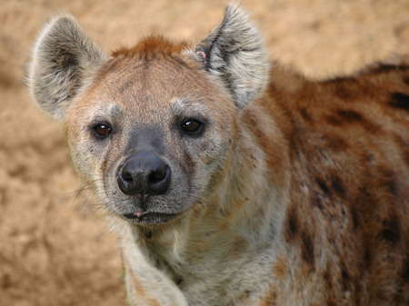 Spotted Hyena - spotted hyena, wildlife, animals, hyena