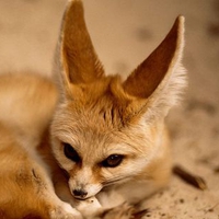 Fennec Fox