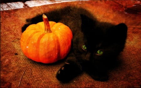 Me & My Pumpkin - fall, kitten, cute, halloween, pumpkin, cat