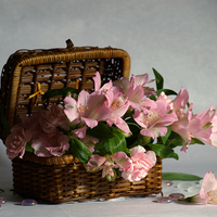 still life