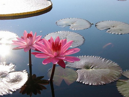 Lily pad white - blue water, pink, white lily pads, pond, lillies