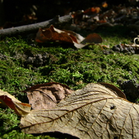 Fall with Leaf and Moss