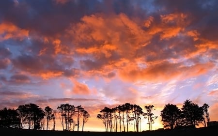 Albany Sunset - albany, tree, sunset, trees