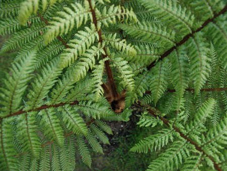 Fern - conifer, tree, fern, green