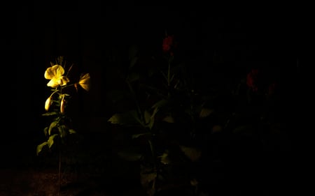 Night Light - nature, beautiful, one night, flowers, garden