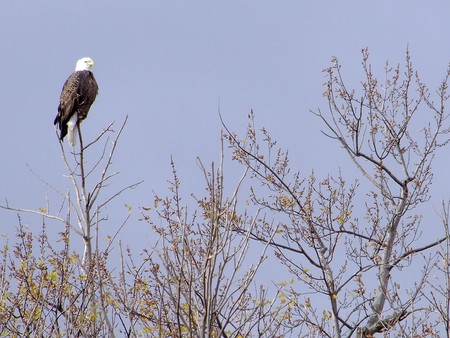 The Bird Of Freedom - bird, freedom, eagle, bald