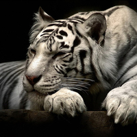 White tiger