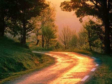 Autumn_Forest - yellow, grass, forest, sunsets, tree, nature, autumn, green, cloud