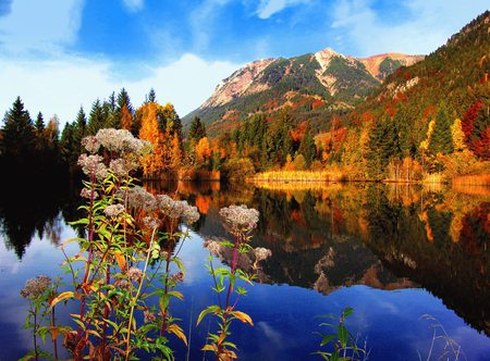 Autum Colors - flowers, autum, lake, forest, mountain