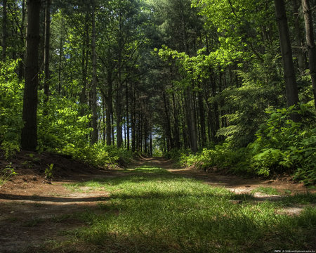 path-wp - clouds, trees, anime, out door, green, walking, grass, forest