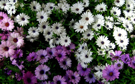 Daisies - nature, beautiful, flowers, garden, daisies