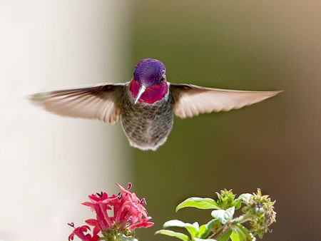 Humming Bird - bird, picture, beautiful, humming