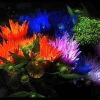 Colorful Flowers