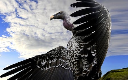 BREATHTAKING CONDOR - bare neck, american vulture, vulture, gray, large