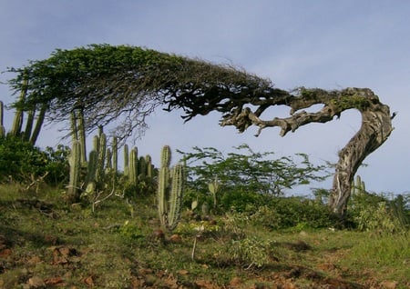 Divi Divi Tree - ground, bent, cacti, tree, sky, leaves