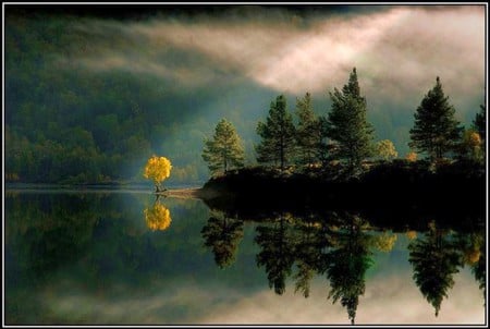 Trees in Lake - in lake, trees, picture, beautiful