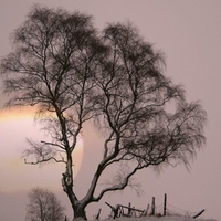 Grey Nature