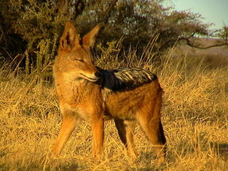 Jackal - animal, wild dog species, jackal, dog